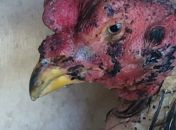 Galo resgatado de chácara