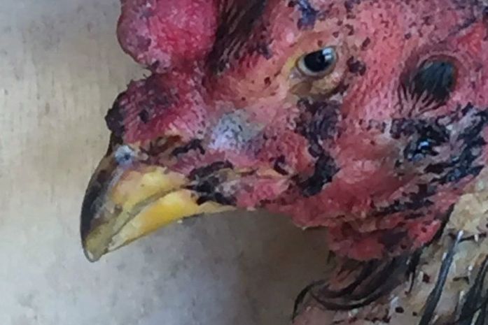 Galo resgatado de chácara