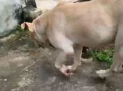 Cadela da raça pitbull é resgatada em Maceió após denúncias de abandono