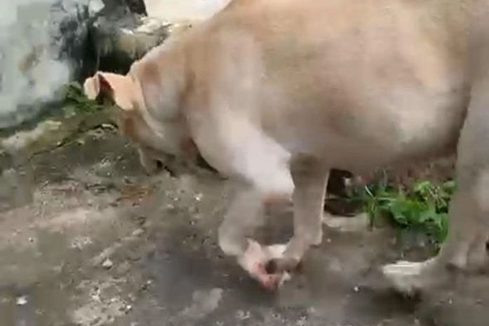 Cadela da raça pitbull é resgatada em Maceió após denúncias de abandono
