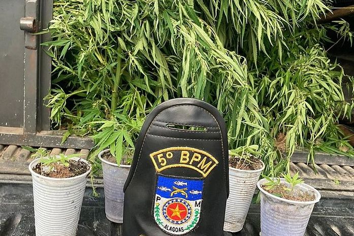 Igreja dos Humildes: polícia flagra nova plantação de "maconha abençoada" em Maceió