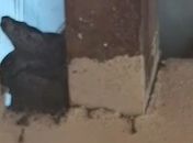 Jiboia é Encontrada em cozinha de prefeitura no interior de Alagoas
