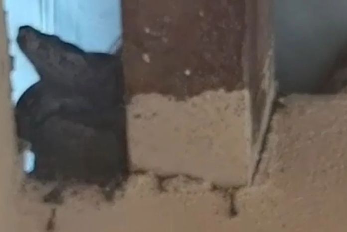 Jiboia é Encontrada em cozinha de prefeitura no interior de Alagoas