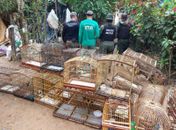 Operação apreende 170 aves e aplica multas de R$ 164 mil em APA de Murici; oito pessoas foram presas