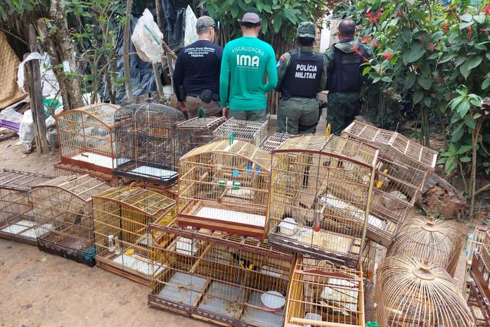 Operação apreende 170 aves e aplica multas de R$ 164 mil em APA de Murici; oito pessoas foram presas