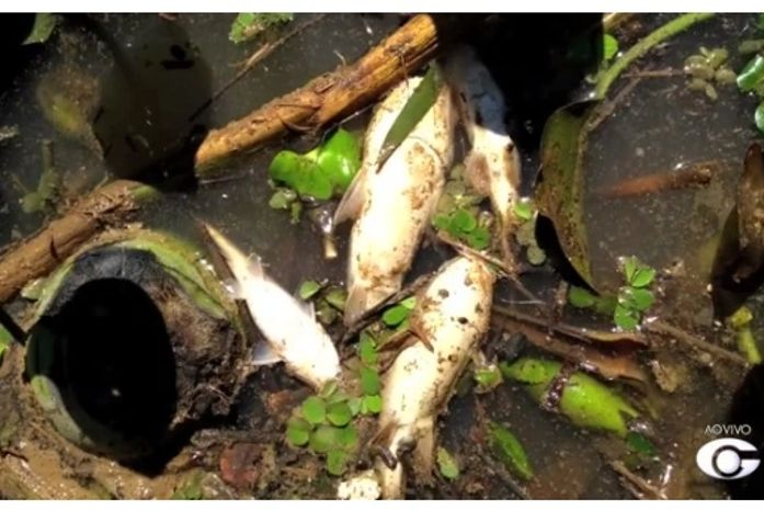 Peixes mortos na Barra de Santo Antônio