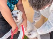 Atendimento veterinário em domicílio. 