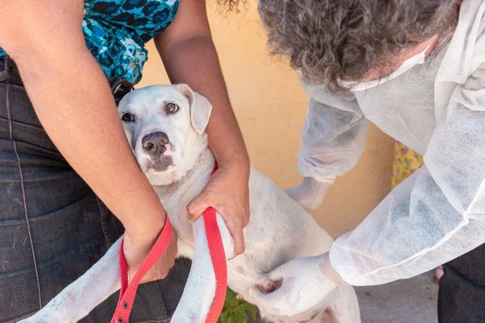 Atendimento veterinário em domicílio.
