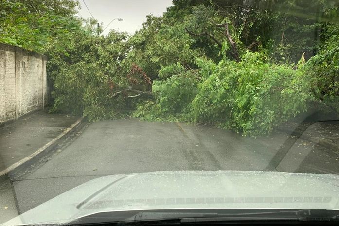 Árvore caiu na região