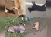 Uma dezena de cachorros são encontrados mortos no centro de Igaci 