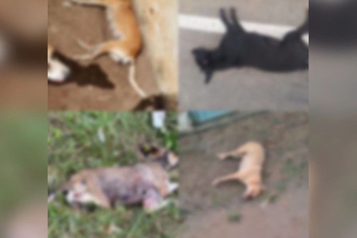 Uma dezena de cachorros são encontrados mortos no centro de Igaci