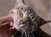O gato enforcado em praça pública e a “coragem” contra os indefesos