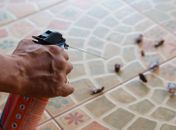 Baratas estão se tornando imunes a inseticidas, diz estudo