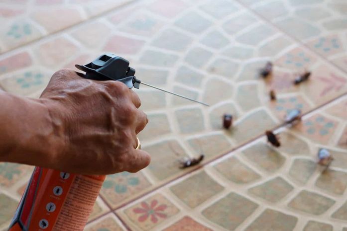 Baratas estão se tornando imunes a inseticidas, diz estudo