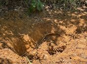 Corpo em estado avançado de decomposição é encontrado em área de mata em São Miguel dos Milagres