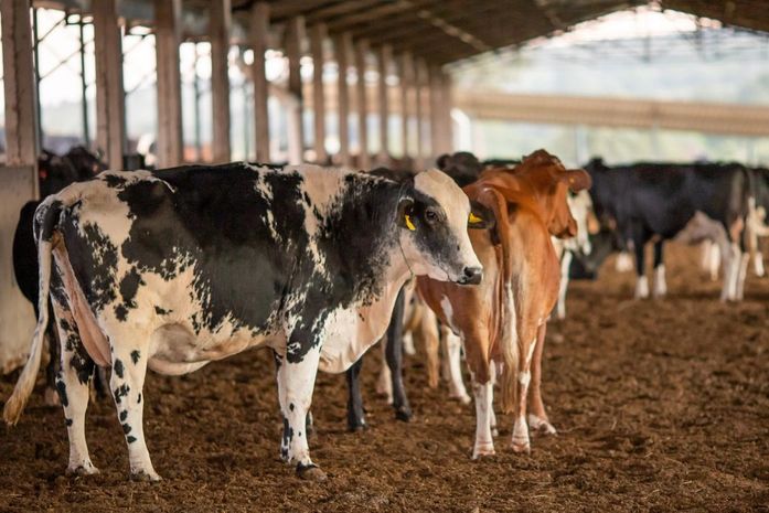 Vendas de carne bovina à China são suspensas após caso de vaca louca