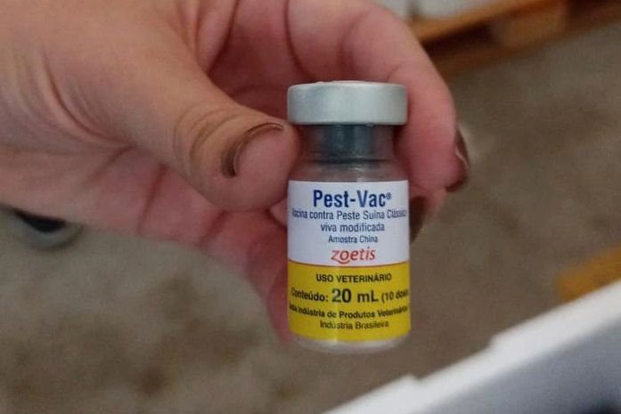 Peste Suína Clássica: servidores da Adeal reforçam continuidade do trabalho após a chegada do primeiro lote da vacina contra a doença