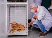 Meu Amigo Pet retoma castrações gratuitas para animais em situação de abandono
