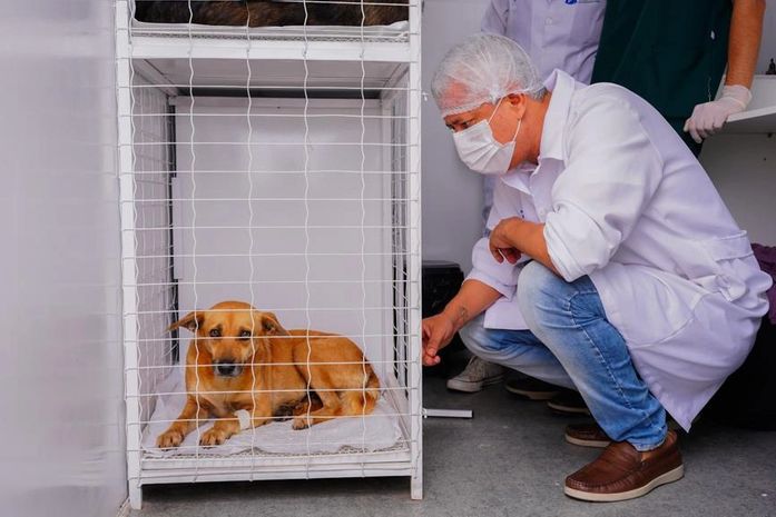 Meu Amigo Pet retoma castrações gratuitas para animais em situação de abandono