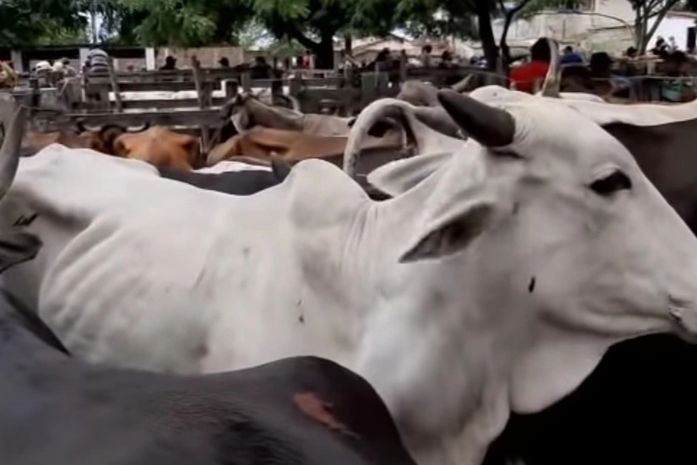 Feira do Gado está suspensa em Palmeira dos Índios