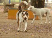 Brasil tem cerca de 30 milhões de animais domésticos abandonados