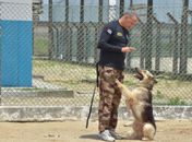 Atuação dos agentes penitenciários é otimizada com auxílio dos cães