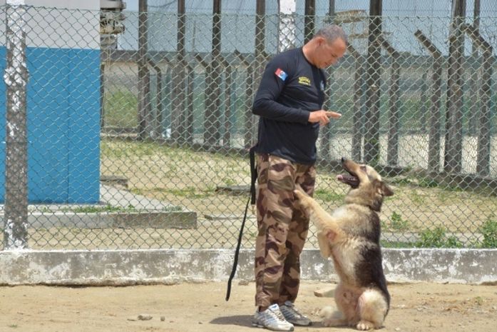 Atuação dos agentes penitenciários é otimizada com auxílio dos cães