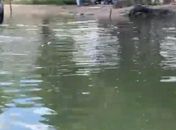 Pesquisadores encontram grande quantidade de peixes mortos na Lagoa Mundaú e iniciam análises