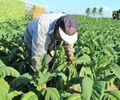 Intoxicação e depressão: a epidemia invisível no polo fumageiro de AL e a cura pela Agroecologia