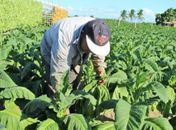 Intoxicação e depressão: a epidemia invisível no polo fumageiro de AL e a cura pela Agroecologia