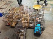 Fiscalização ambiental resgata 89 aves silvestres em cidades do interior de Alagoas