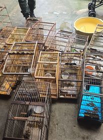 Fiscalização ambiental resgata 89 aves silvestres em cidades do interior de Alagoas