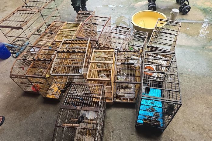Fiscalização ambiental resgata 89 aves silvestres em cidades do interior de Alagoas