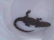 Jacaré encontrado na Praia do Saco