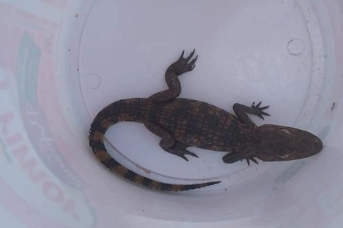 Jacaré encontrado na Praia do Saco