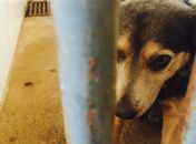 Comissão analisa projeto que aumenta pena para maus-tratos a animais