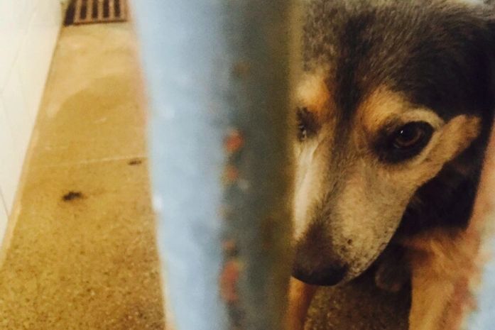 Comissão analisa projeto que aumenta pena para maus-tratos a animais