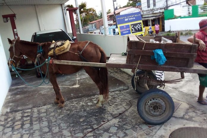 Após denúncia de populares, jovem é preso por maus-tratos a um cavalo no Jacintinho