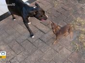 Pitbull grávida pode ter cruzado com pinscher