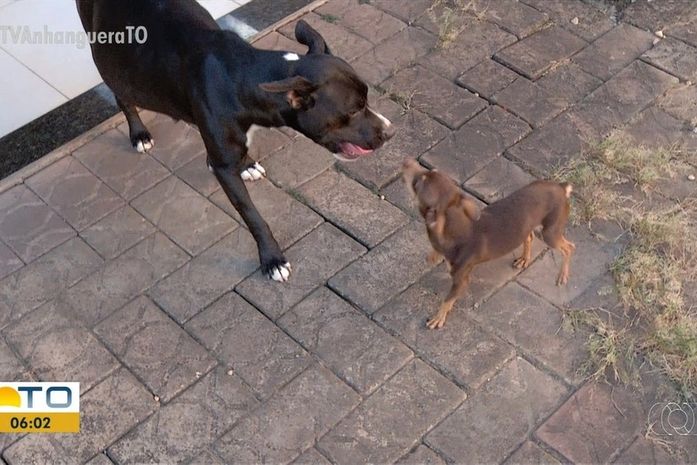 Pitbull grávida pode ter cruzado com pinscher