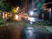 Árvore cai na deputado José Lages na Ponta Verde