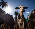 União Europeia oficializa veto à carne brasileira a partir de setembro
