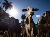 União Europeia oficializa veto à carne brasileira a partir de setembro
