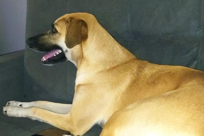 Jornalistas de Arapiraca procuram pela cachorra Melinda, que fugiu na última quinta-feira (01)