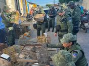 Quase 280 aves são apreendidas em Arapiraca e Maceió; há espécies ameaçadas entre elas