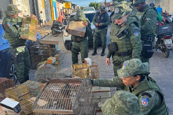 Quase 280 aves são apreendidas em Arapiraca e Maceió; há espécies ameaçadas entre elas