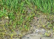 Homem tentou se esconder na Lagoa Mundaú