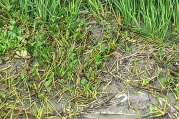 Homem tentou se esconder na Lagoa Mundaú