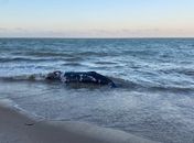 Vídeo: Baleia é encontrada morta e encalhada em praia do Litoral Norte de AL