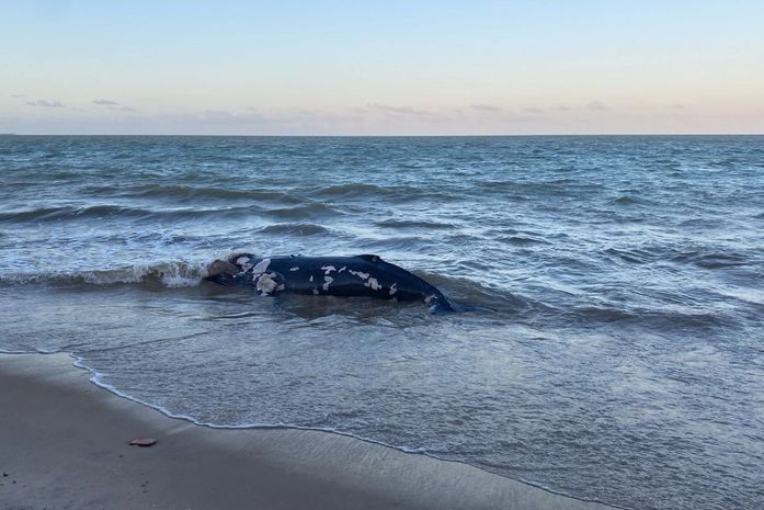 Vídeo: Baleia é encontrada morta e encalhada em praia do Litoral Norte de AL